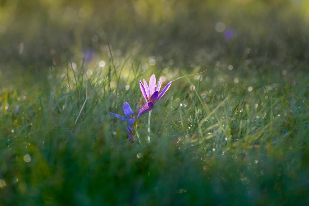 In the morning dew