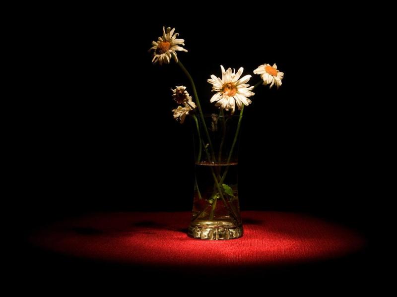 Broken Flowers 5