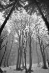 DSC_8787_1_BW