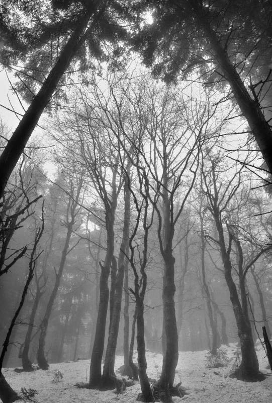 DSC_8787_1_BW