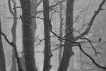 DSC_8806_1_BW