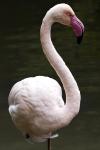 FK-Flamingo