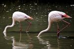 Flamingos