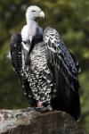 Vulture