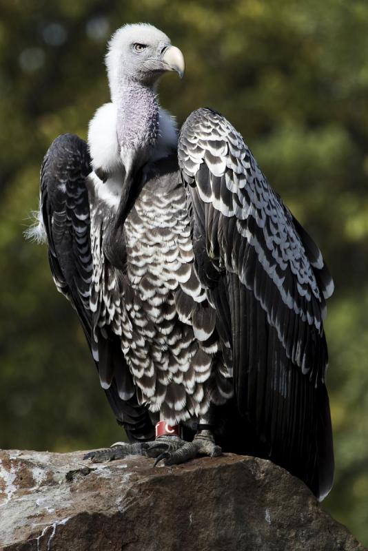 Vulture