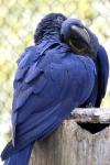 FK-Hyacinth Macaw