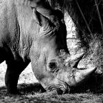 rhinoceros