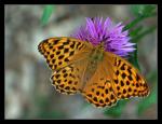 Motýl I