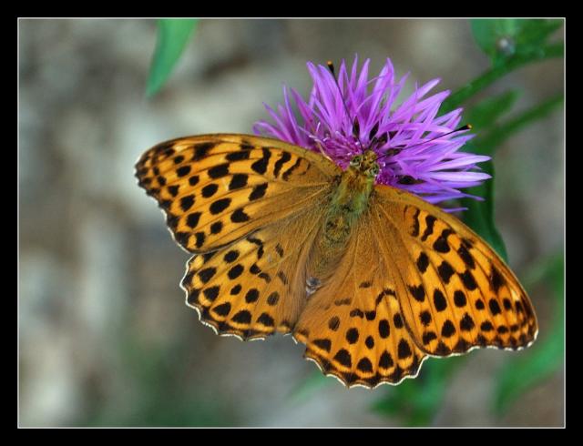 Motýl I