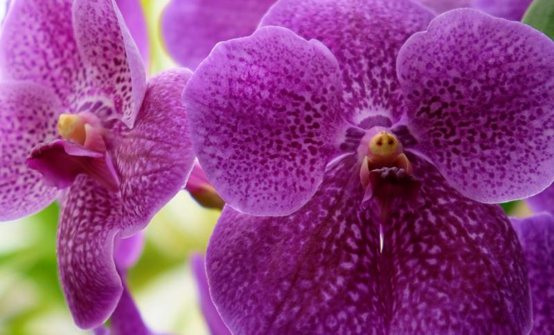 1810_07 Orchidea...