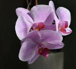 2104_15 Orchidej