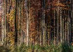 2111_04 Podzimní les
