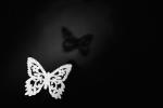 2401_05 Motýl