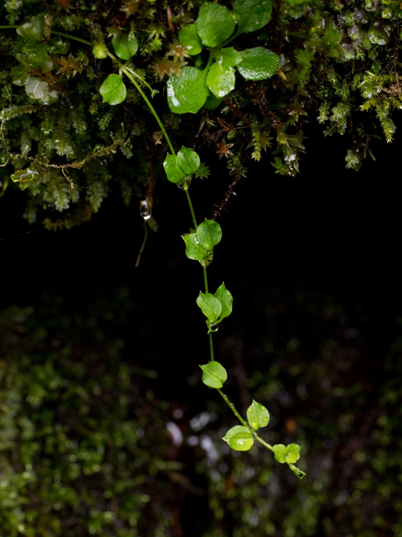 P9059197_1_fotoklub.jpg