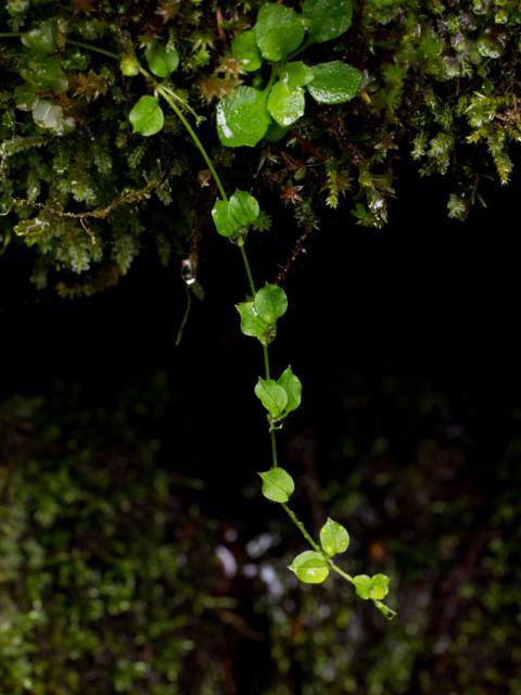 P9059197_1_fotoklub.jpg