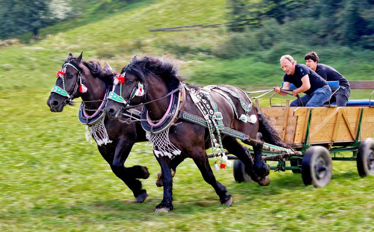 FORMANI 2014 - Čubov
