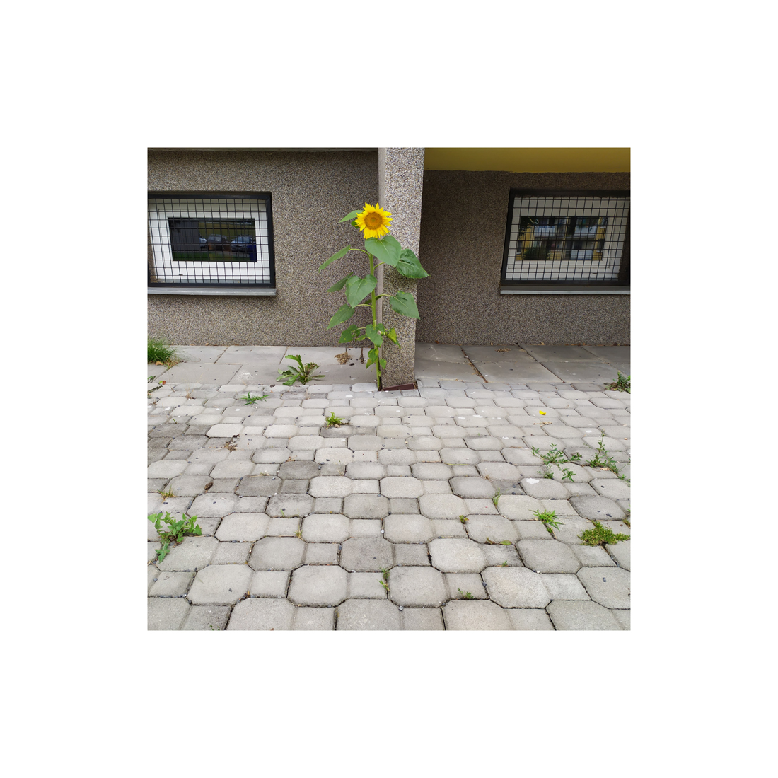 id100475-1564589908