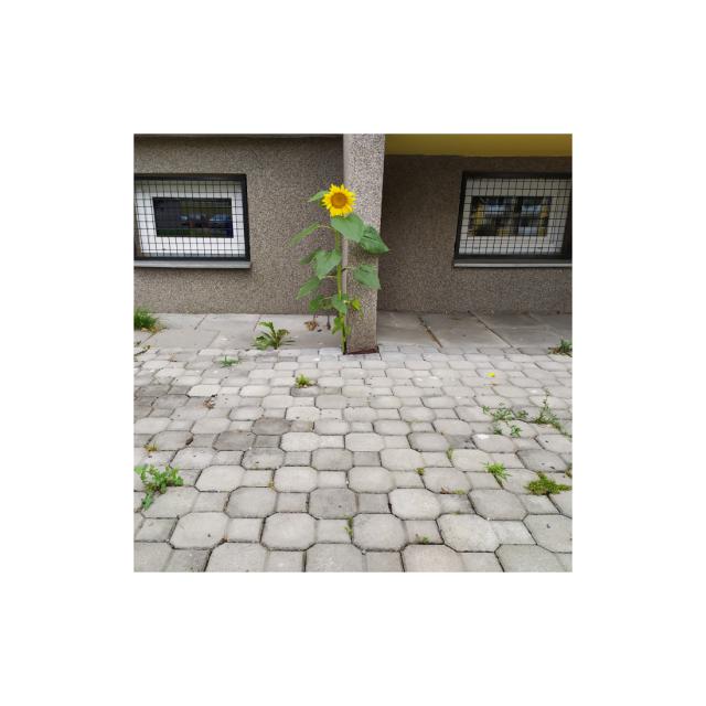 id100475-1564589908