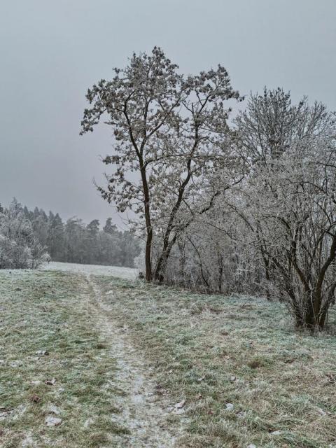 2511_19 Ojíněná