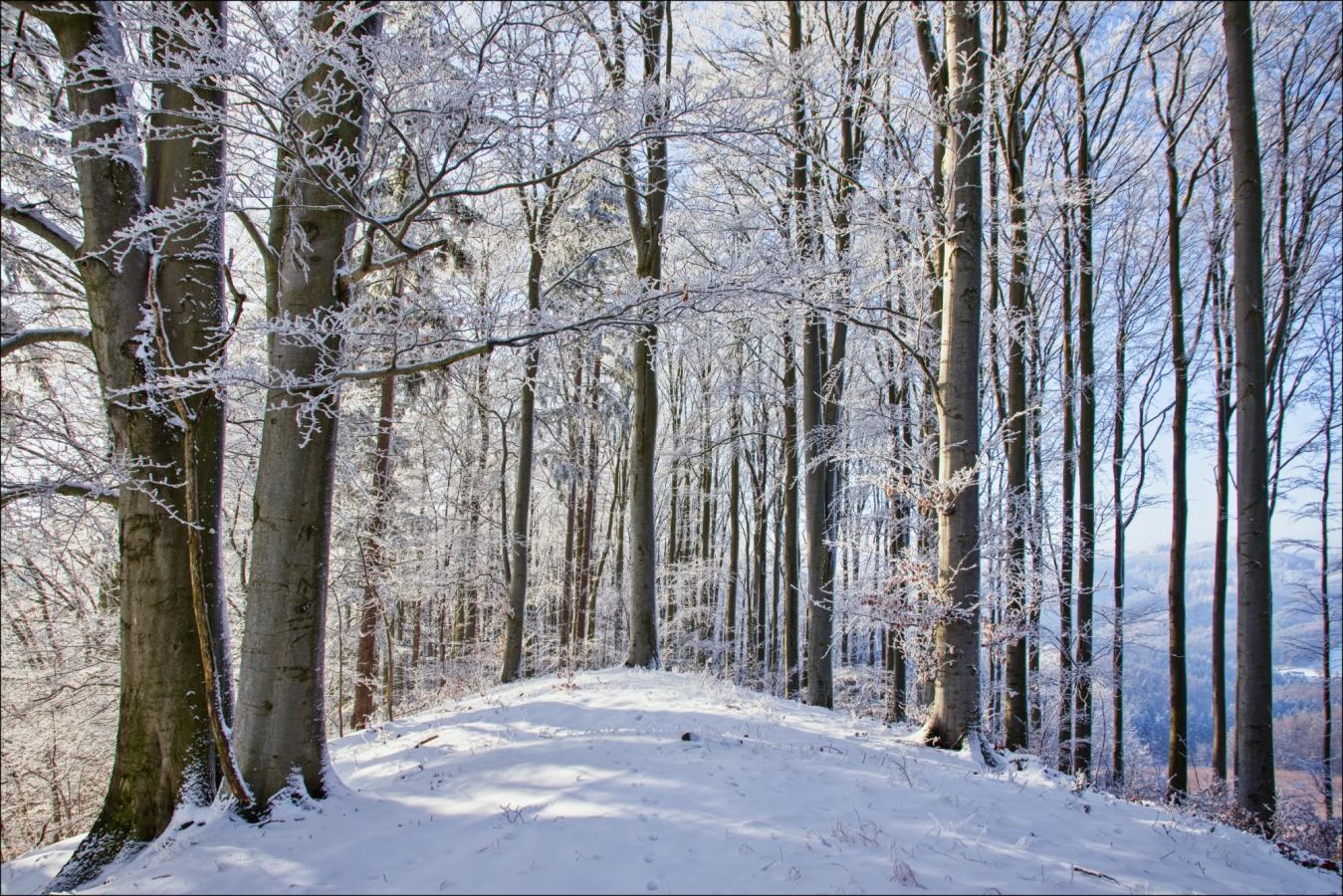 2601_10 Zimní bučina
