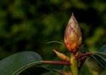 Rhododendron